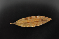 Copper Lemonwood Leaf Brooch