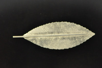 Mahoe Leaf Silver Brooch